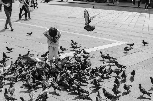 A kölyök és a galambok - A kid and the pigeons