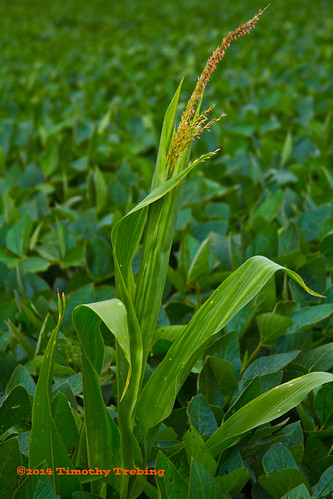 Lone Cornstalk Standing by tim_1522, It's been a (perhaps not that great) tradition for years in Midwestern farming -- corn one year, bea