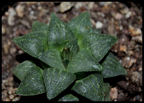 Haworthia pygmaea var. argenteo-maculosa 22903119972_62e5078f8c