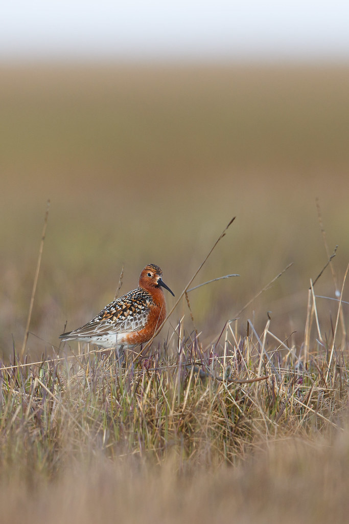 Calidris ferruginea | Curlew Sandpiper | spovsnäppa