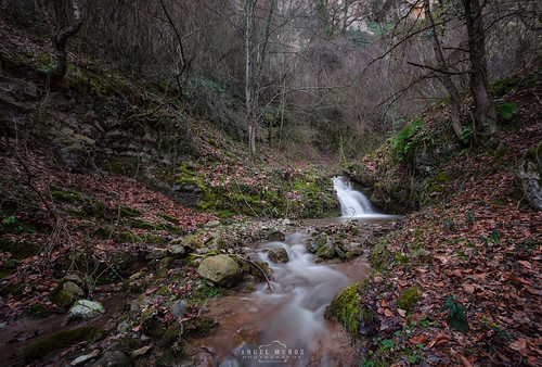 Into the wood by michelangelo_84, If you like my work, follow me here:
<a href="http://www.facebook.com/AM2Photo/" rel="nofollow">FACE