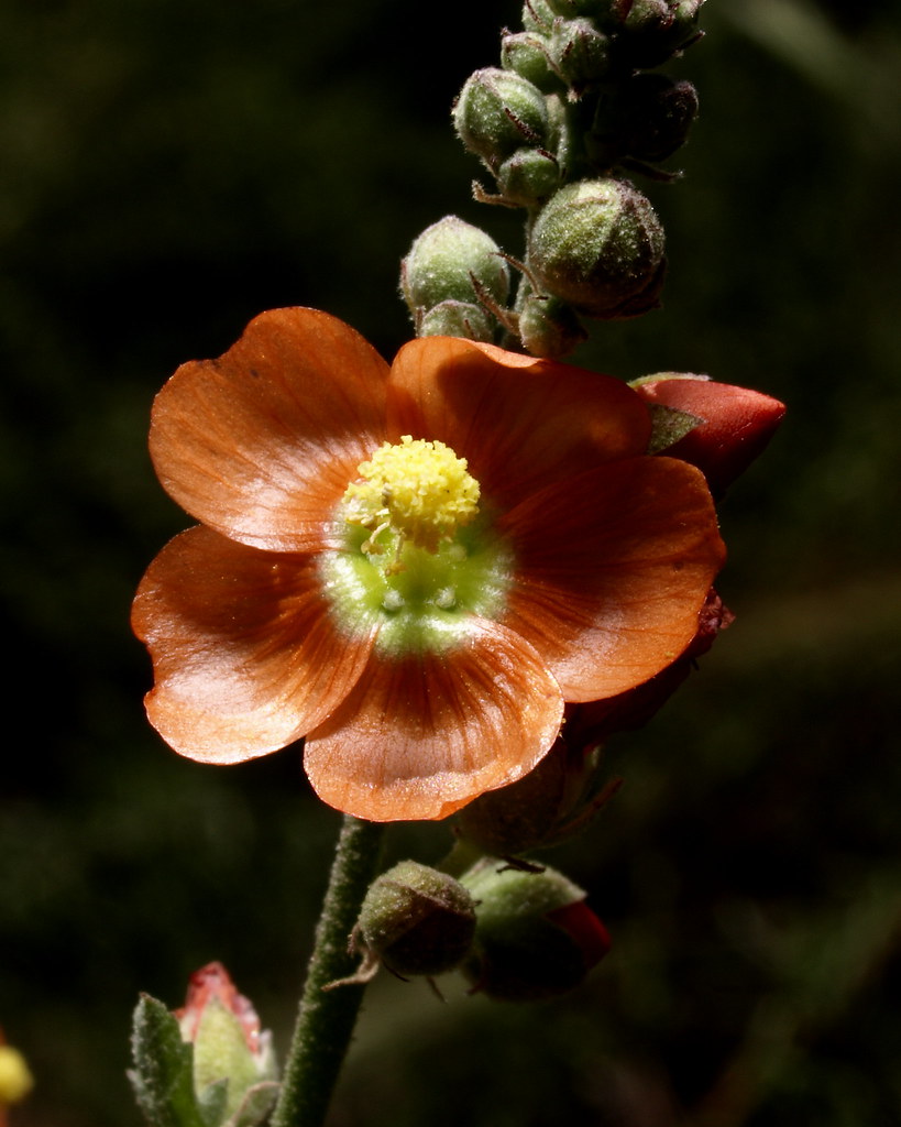 Globemallow on the nature trail at Big Springs