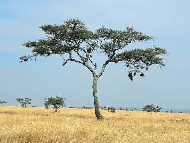 Tanzania (Serengeti National Park) Unique Sausage Tree