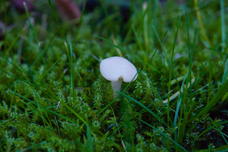Tiny snowy waxcap