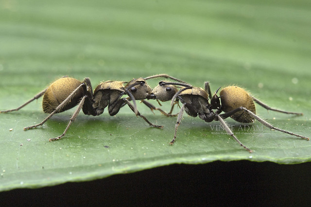 IMG_0964-0(W)c Little gladiators @ Golden Ants (Plychachis beccarii).
