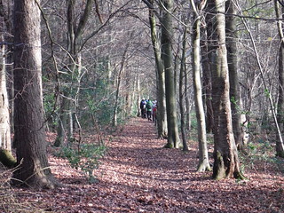 In Lownde's Wood SWC Walk 140a Wendover to Great Missenden