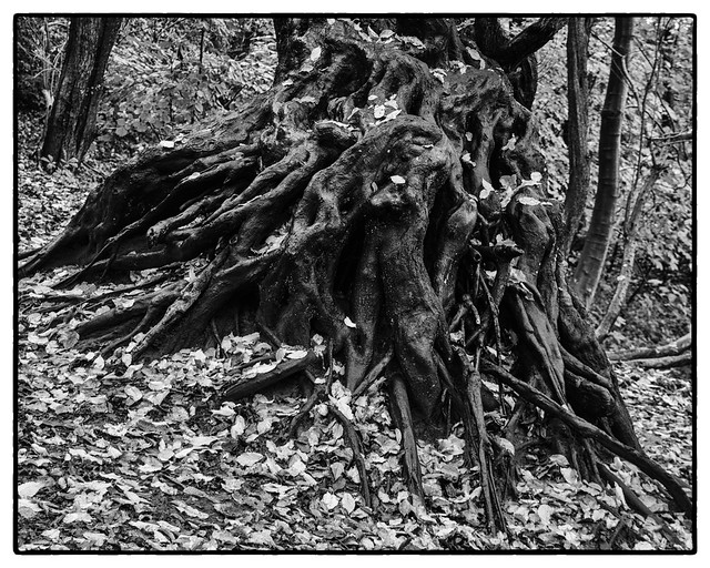 Around The Root II | Schleswig
