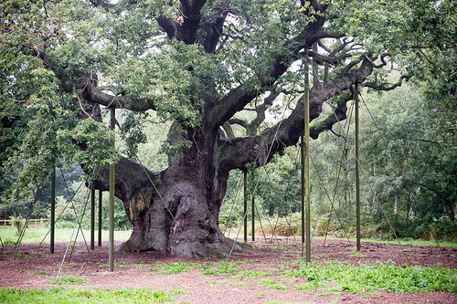 Oak tree - Sherwood Forest, | The Major Oak, Sherwood Forest… | Flickr