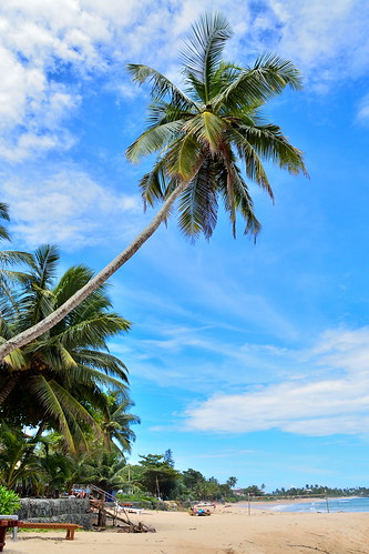 trees sea beach coast sand indianocean foliage palmtrees coastal tangalle southsrilanka