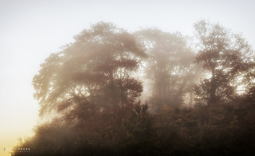 trees mist sunrise sony castlehill wittenhamclumps a99 sonyalpha andyhough slta99v andyhoughphotography