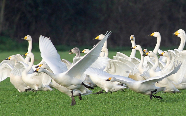 Whooper and Bewick's swans at Ludham airfield, Norfolk.