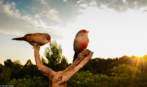 sunset summer nature birds southafrica george nikon outdoor wideangle remote gardenroute westerncape commonwaxbill estrildaastrild wildlifephotography d7100 brendonwhite