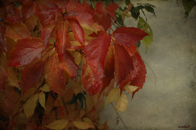 colores de otoño  ./.   autumn colours