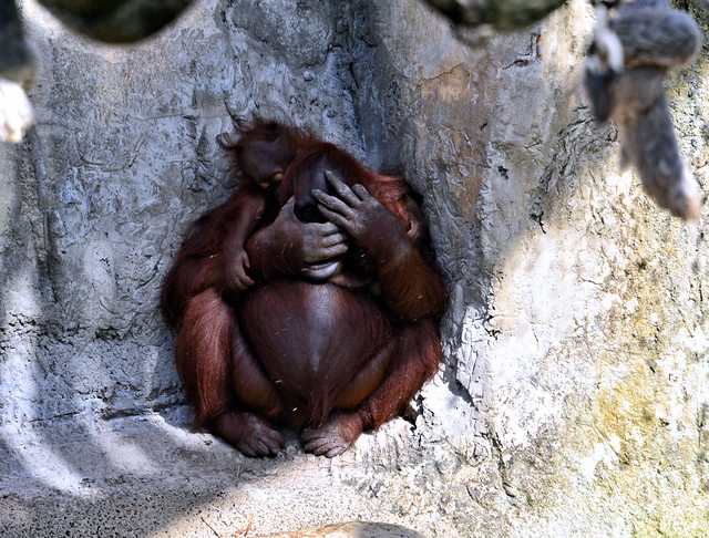 Mom and Baby Orangutan