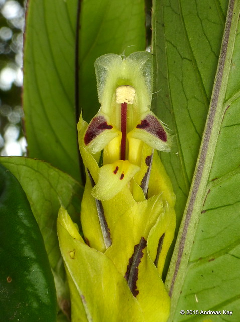 Columnea sp., Gesneriaceae