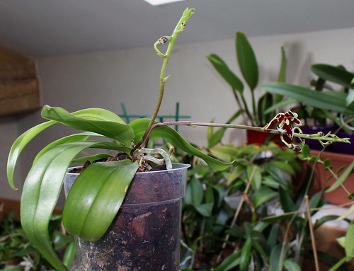Phalaenopsis mannii Black 21303570915_81054cf913