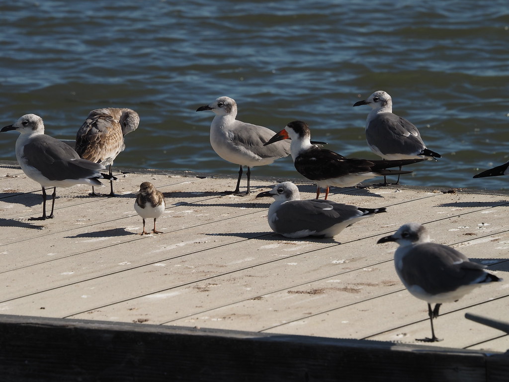Misfits | OLYMPUS DIGITAL CAMERA | carlinsc | Flickr