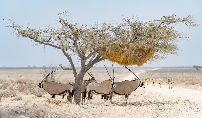 Oryx/Gemsbok @Etosha National Park