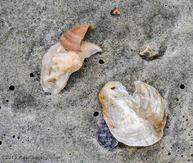 Sea Shells @ Little Tybee Island Beach - Tybee Island, GA