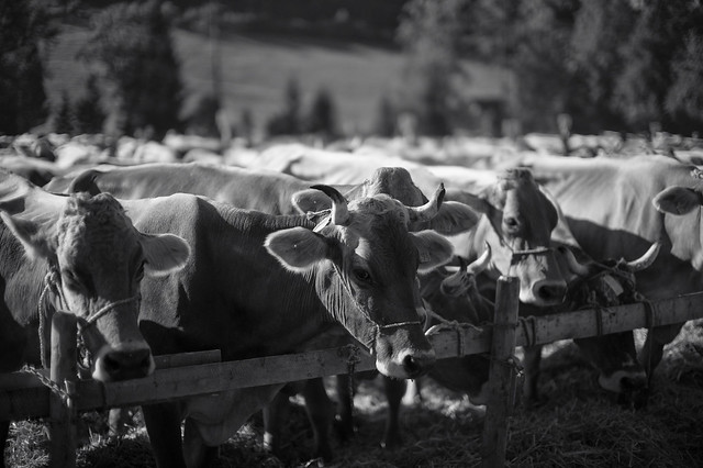 HORNED (Leica M9, Noctilux-M f/0.95, B+W ND-Filter 0.9)