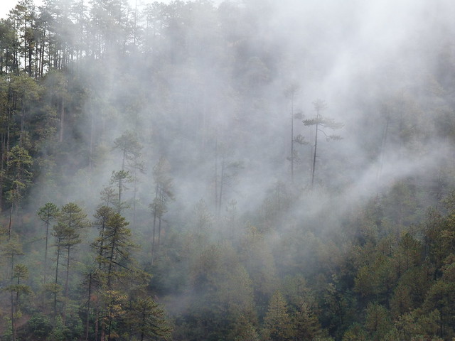 Bosque con niebla