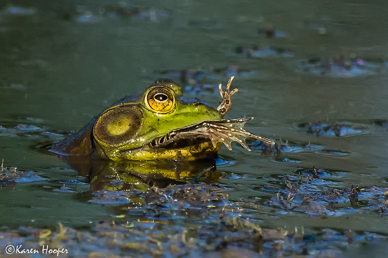 It's a Frog-Eat-Frog World