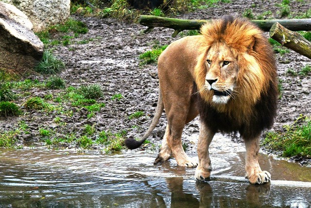 Löwe - Panthera Leo - Lion