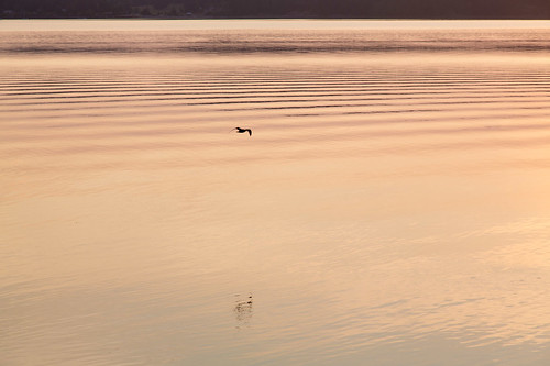 bird sunrise us washington unitedstates flight orcasisland orcas