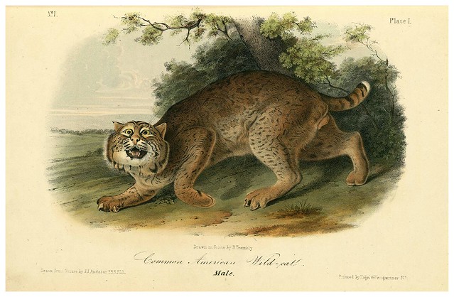 002- Gato salvaje comun-The quadrupeds of North América-Vol1- 1849- J.J. Audubon-Universite de Strasbourg
