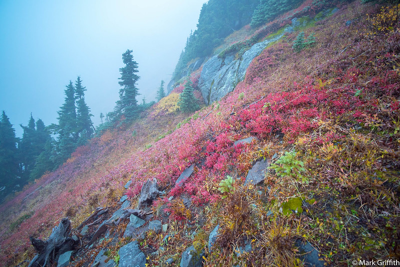 Fall Color Fog