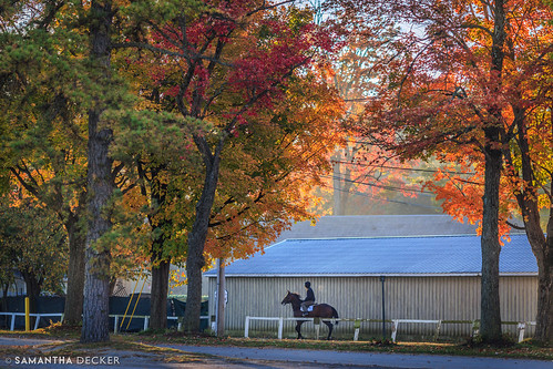 autumn horse ny newyork fall upstate saratogasprings nyra canonef135mmf2lusm oklahomatrack canoneos6d samanthadecker
