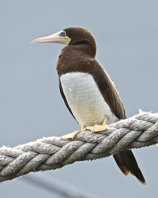 Brown Booby ©