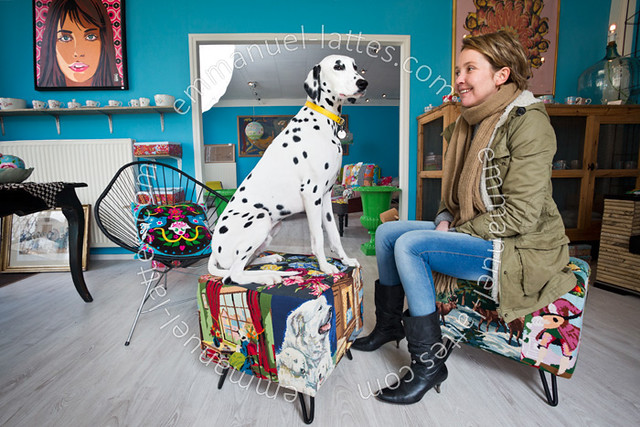 Chien dalmatien (Canis lupus familiaris) dans un magasin de décoration.