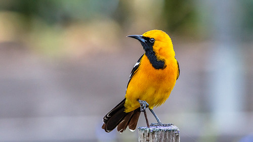 Hooded Oriole photo to appear in bird guidebook | by Bob Gunderson