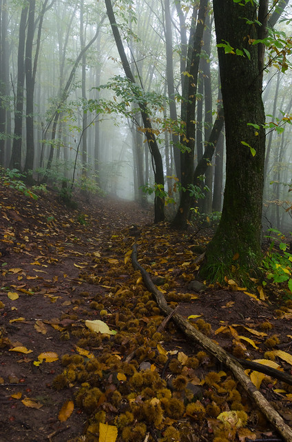 Misty-october-forest