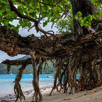 Walking tree, Polynesia