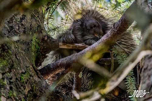 Porcupine