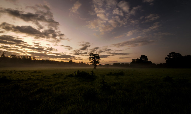 River Ver Mist Dawn & Lonely Tree   Redbourn Road to St. Albans