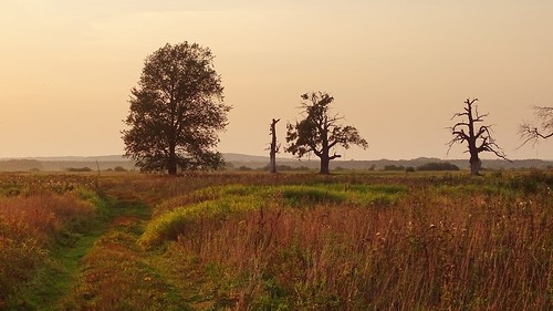road trees sunset summer nature grass landscape evening path meadow poland polska rogalin rogalinek dębyrogalińskie