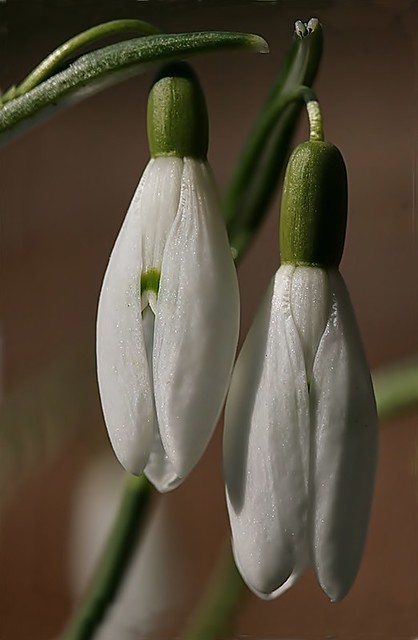 Snowdrop flower (Galanthus)
