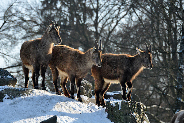 Capra ibex - Alpine ibex