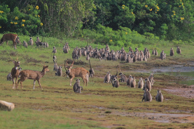 Speckled deer and apes in Yala National Park
