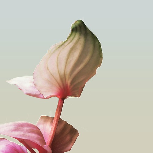 Un poco más de mi serie #tropicalia                   •                                            •                                           #guillecreativo #photography #mitrabajomipasion  #instaframe #designinspiration #becreative #digitalart #creativ | by guillecreativo