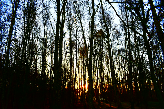 Dawn breaks at Hawkhirst Woods