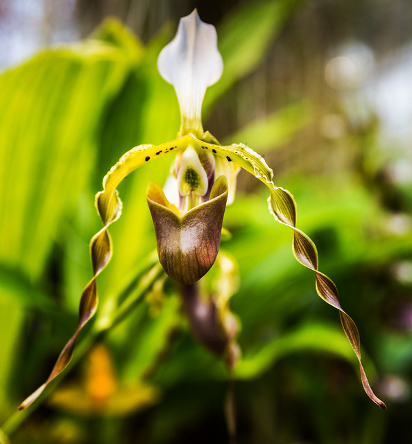 Phragmipedium Orchid