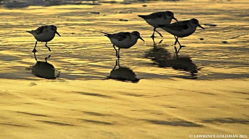 beach birds reflections endangered southerncalifornia carlsbad sunsetlight shorebirds snowyplovers wetsand plovers avians