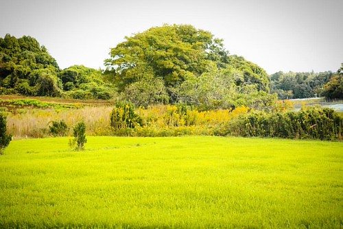 いわゆる草原  Simple Rawn ground...  Sigma Dp3 Quattro capturing fall.... Landscape mostly. :75mmF2.8~around F16  #sigmalens #sigmaphoto #igshotz_pro #All_My_Own #alalamiya #写真好きな人と繋がりたい #写真撮ってる人と繋がりたい#Japan#igersjp #alalamiya_nature#ig_masterpice#instagaramJap | by clacknoty