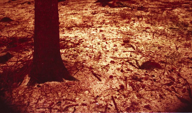 Red wood on the film