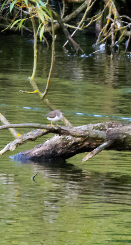 Common sandpiper, West Park (record shots)