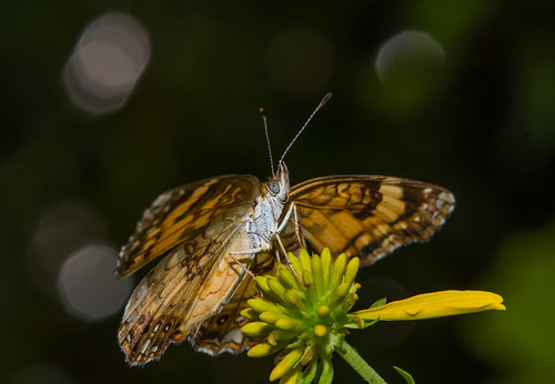 butterfly campalleghany silverycheckerspot lewisburgwestvirginia bonniecoatesott